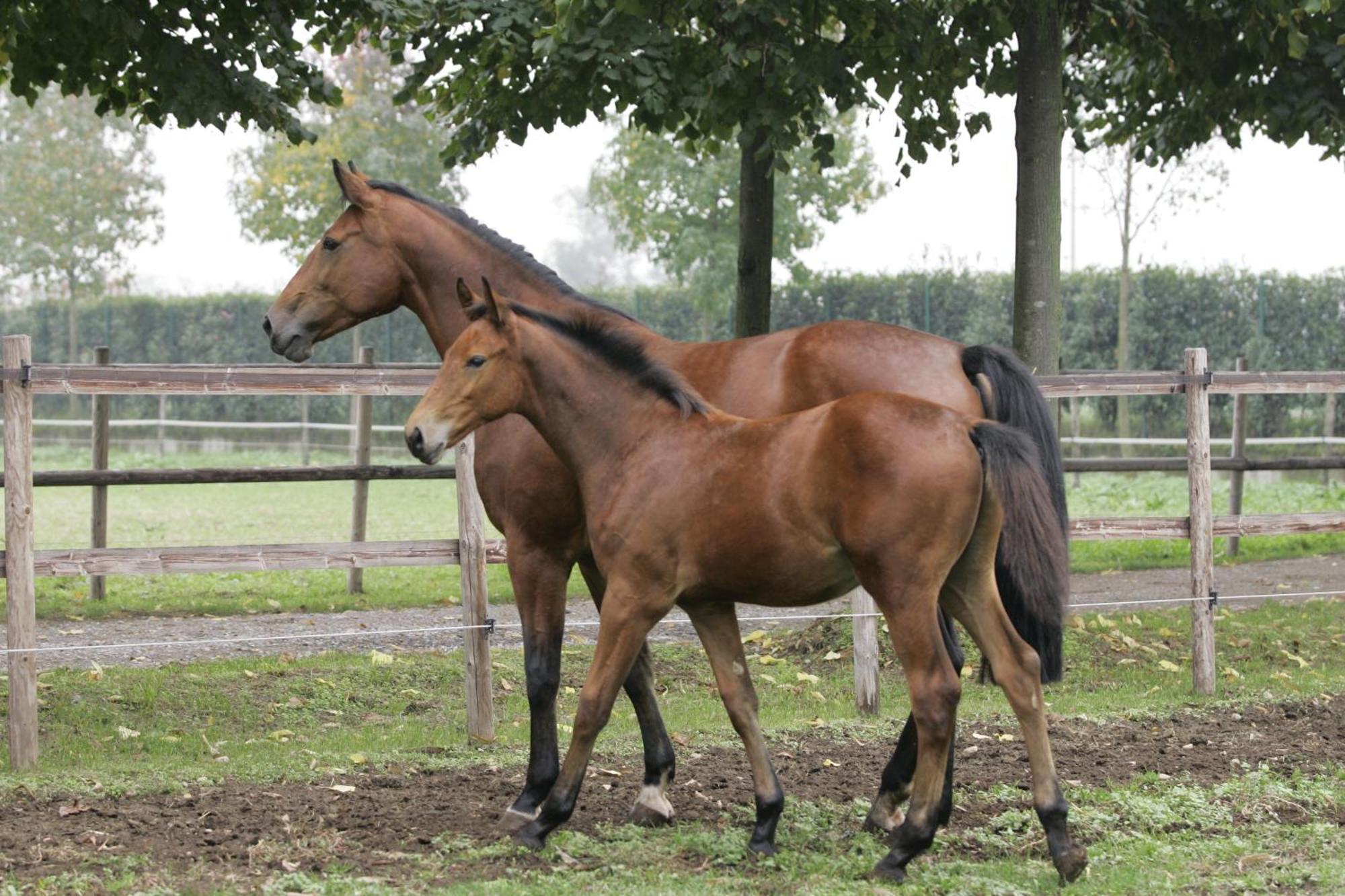 San Giacomo Horses & Agriturismo Arluno Luaran gambar