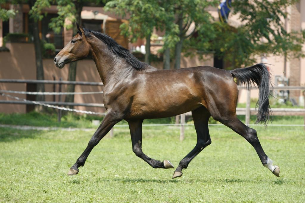 San Giacomo Horses & Agriturismo Arluno Luaran gambar