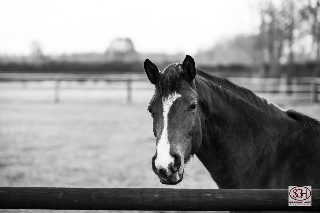 San Giacomo Horses & Agriturismo Arluno Luaran gambar