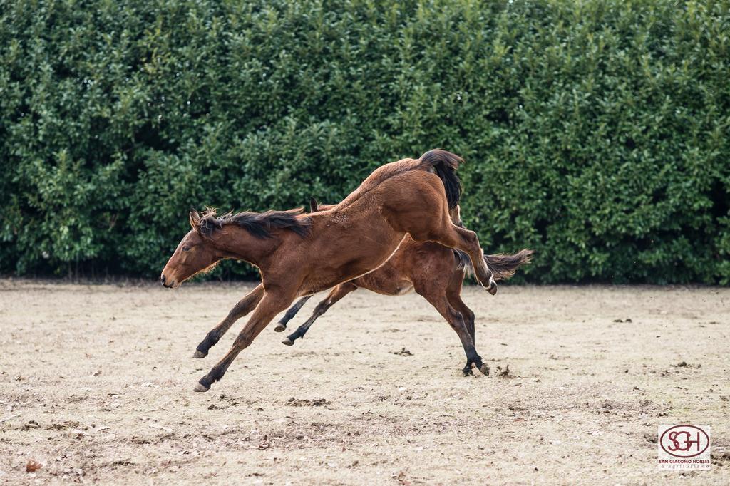 San Giacomo Horses & Agriturismo Arluno Luaran gambar