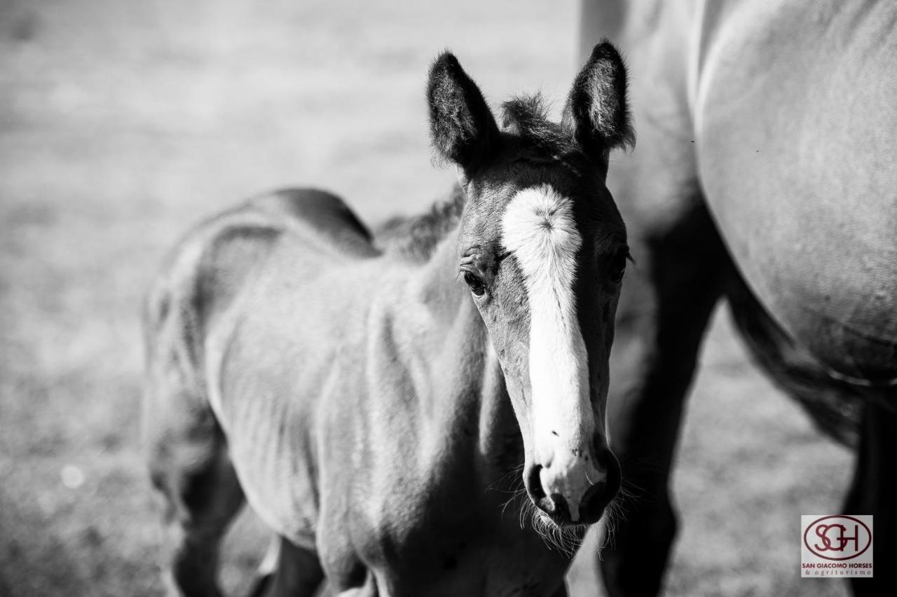 San Giacomo Horses & Agriturismo Arluno Luaran gambar
